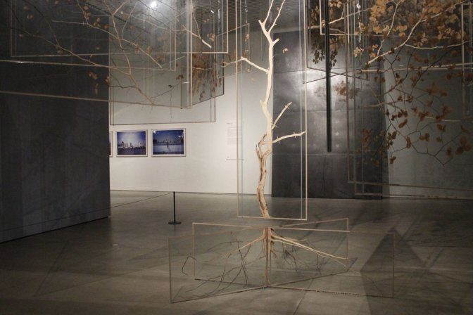 Rune Bosse, Tempus Circularis Fagus Sylvatica, 2016.